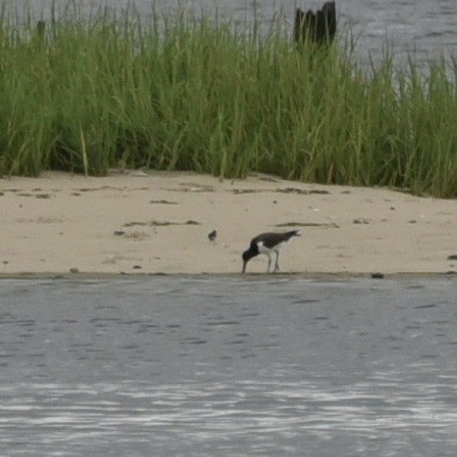 Semipalmated Sandpiper - ML621484406