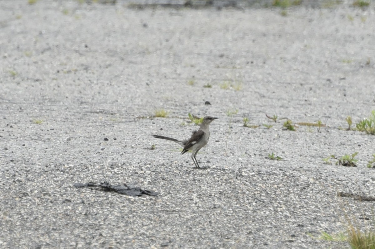Northern Mockingbird - ML621484451