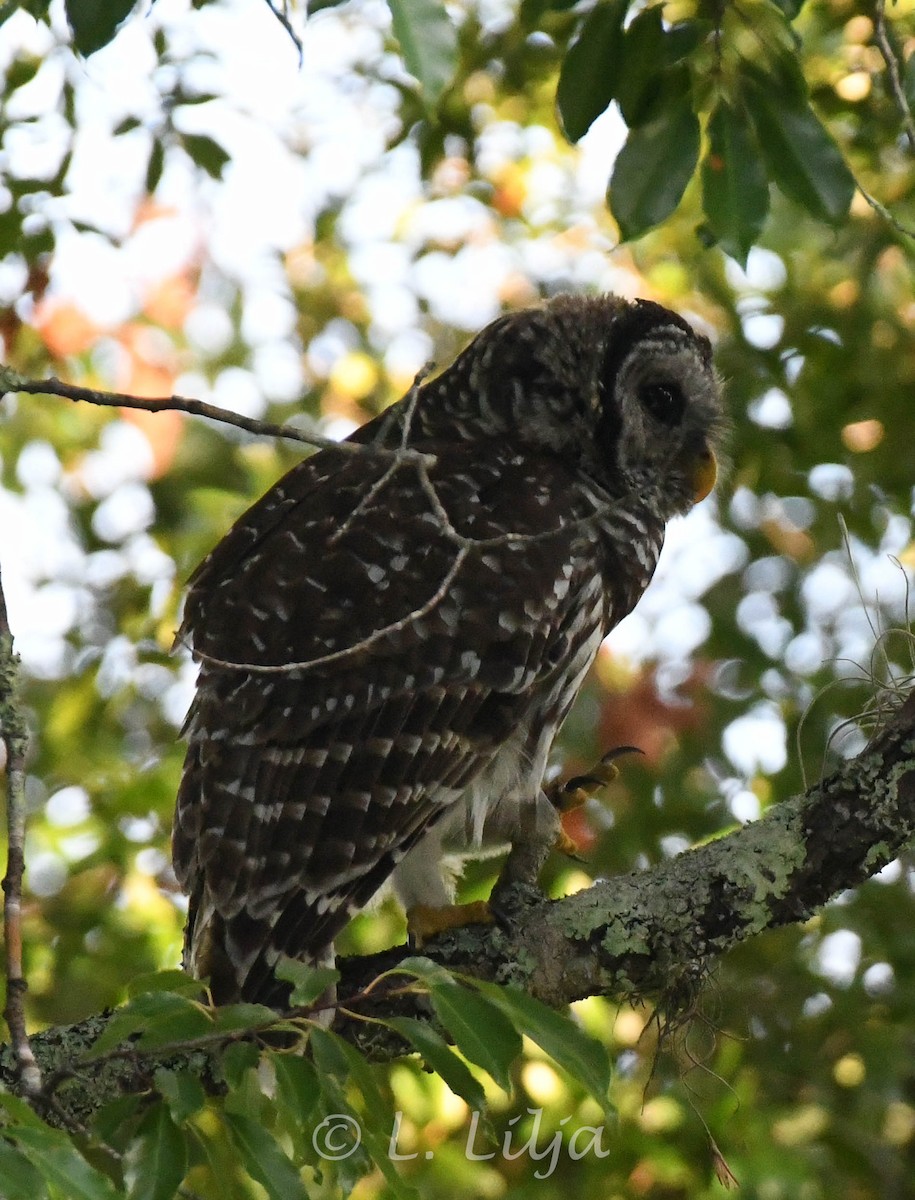 Barred Owl - ML621484521