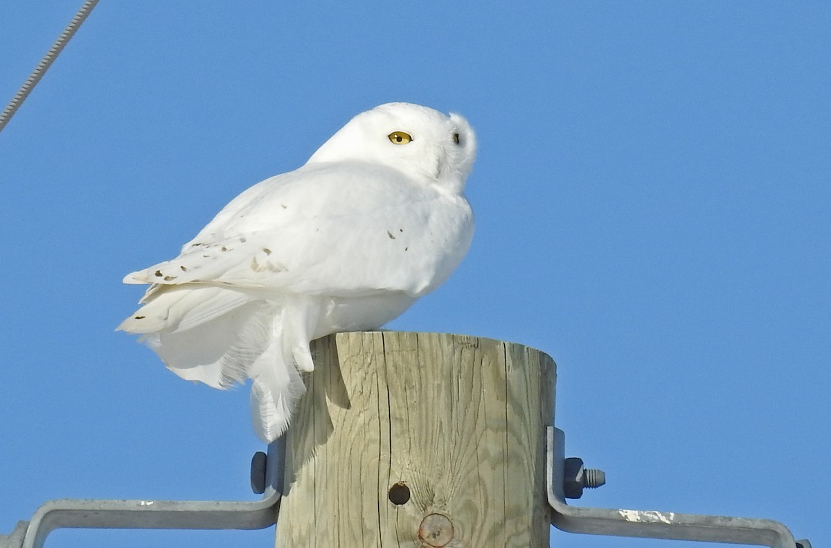 Snowy Owl - Jean Iron