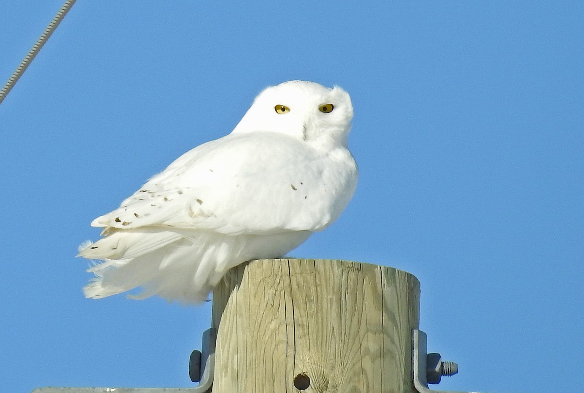 Snowy Owl - ML621484530