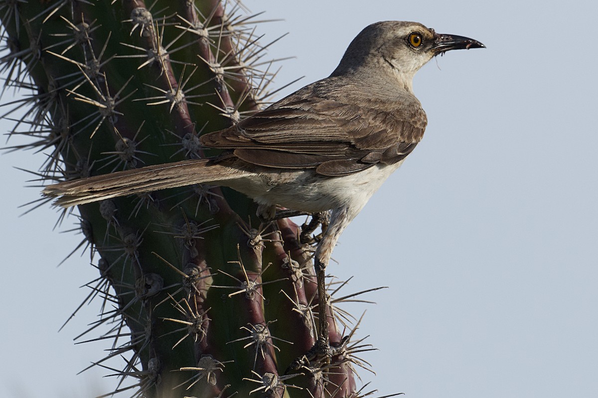 Tropical Mockingbird - ML621484569