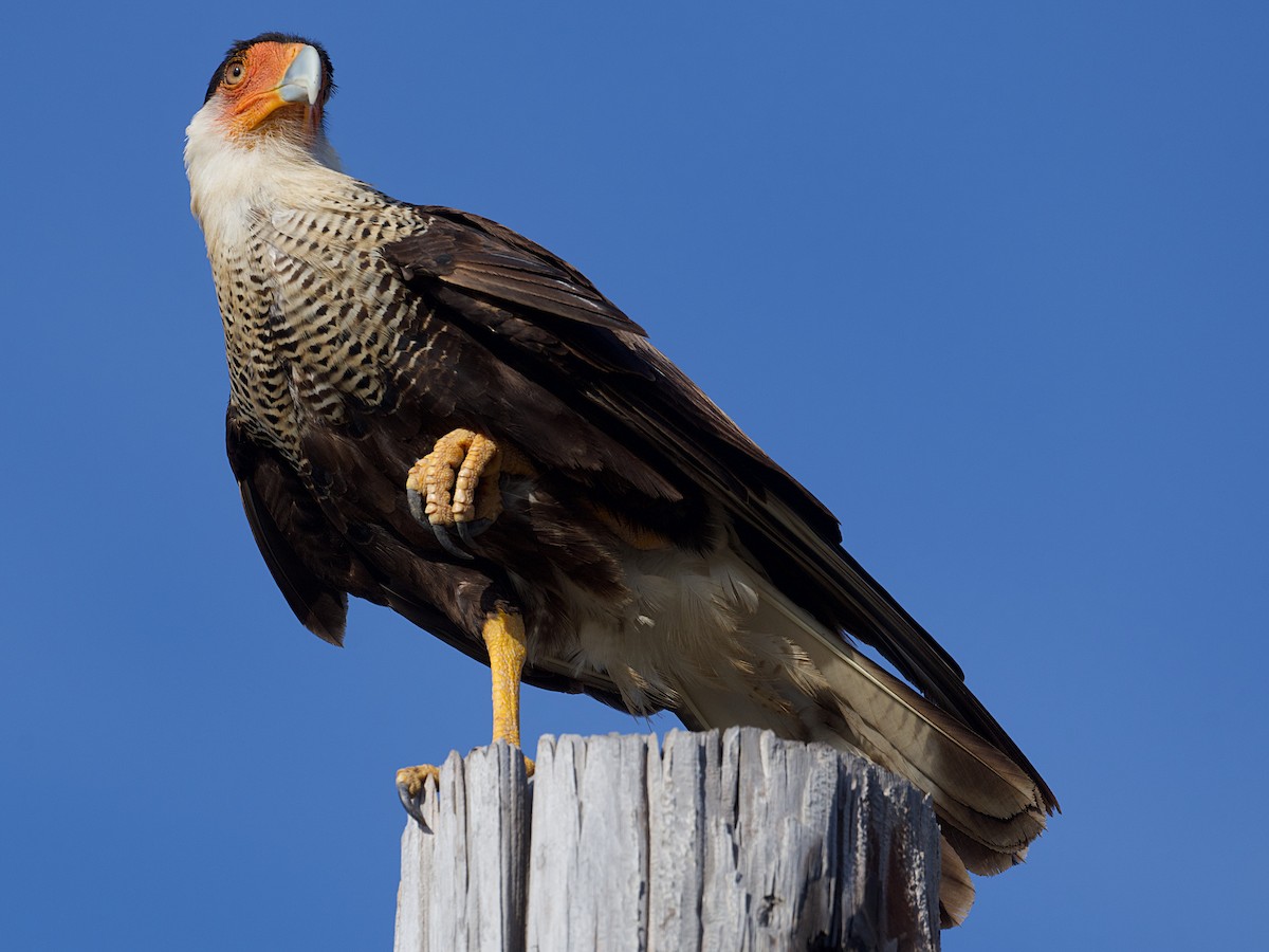 Crested Caracara (Northern) - ML621484581