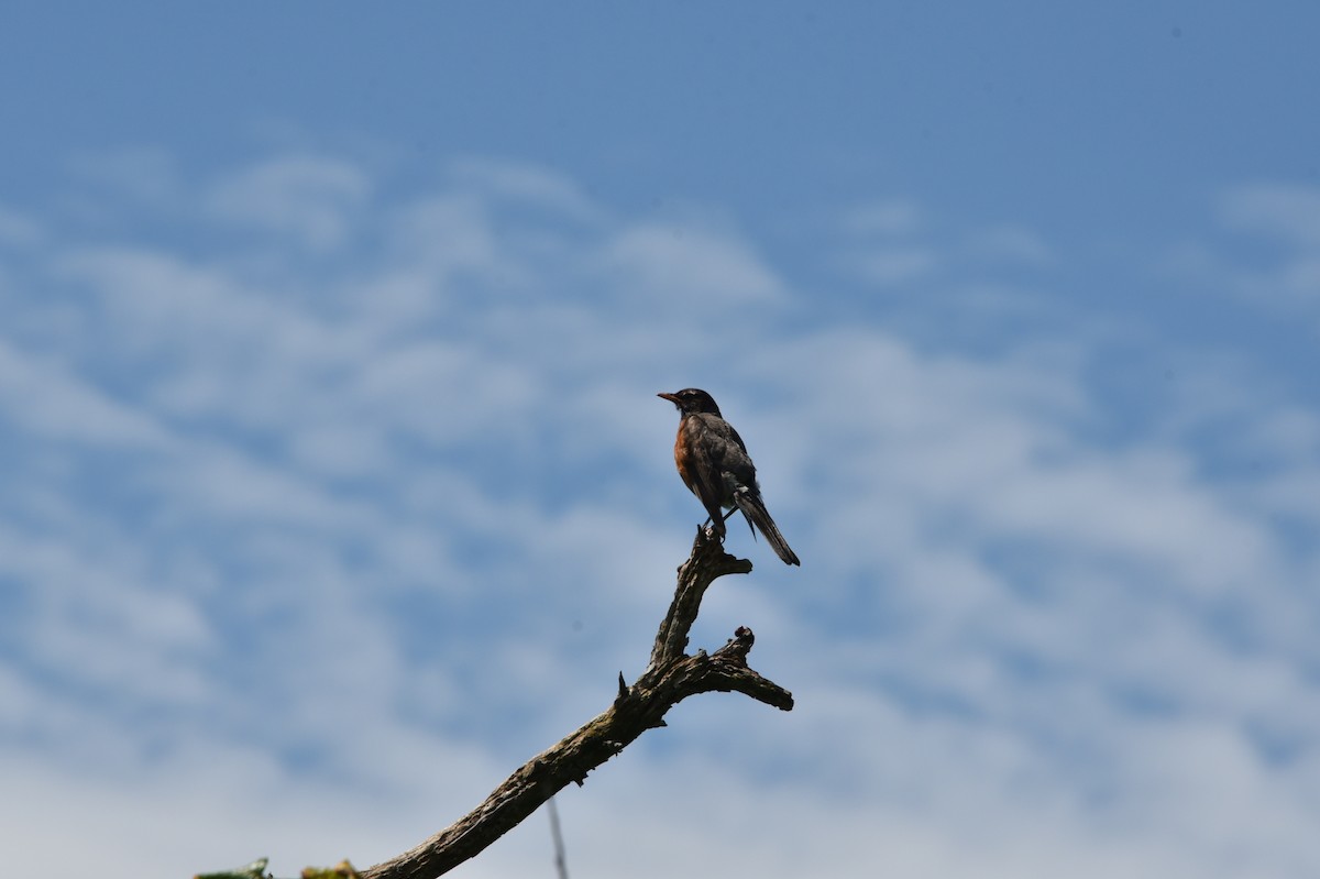 American Robin - ML621484606