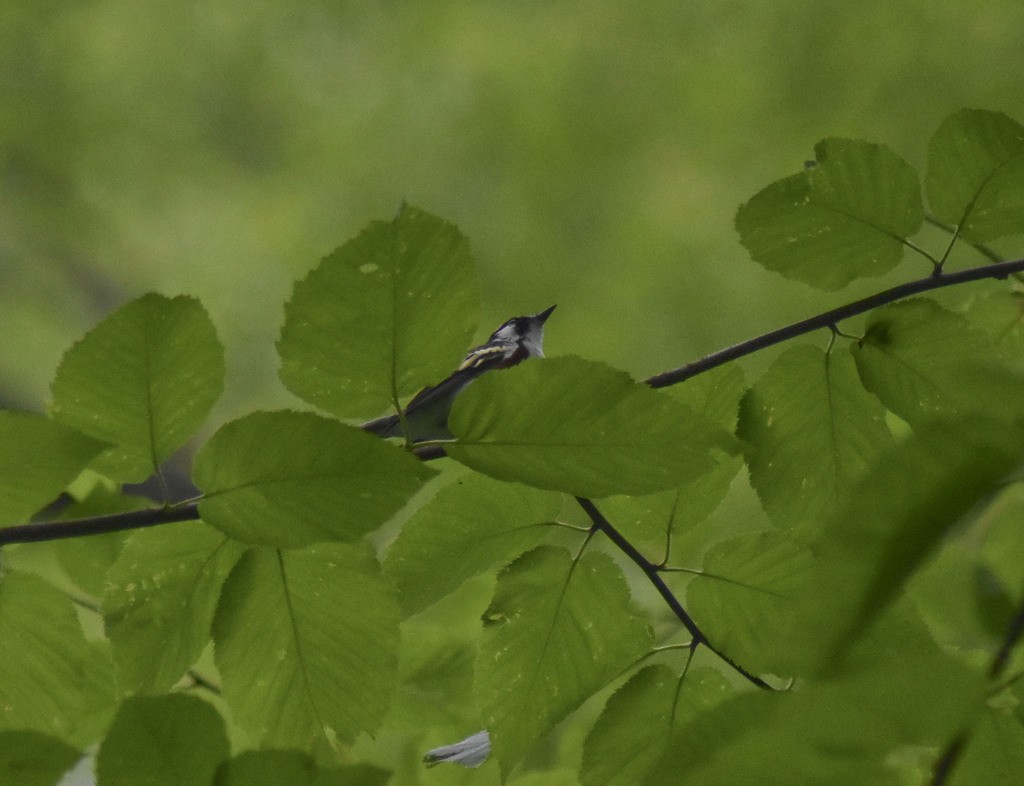 Chestnut-sided Warbler - ML621484617