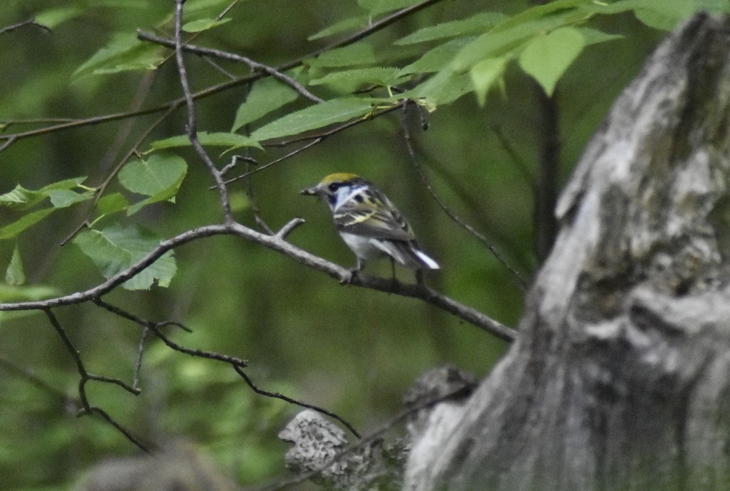 Chestnut-sided Warbler - ML621484618