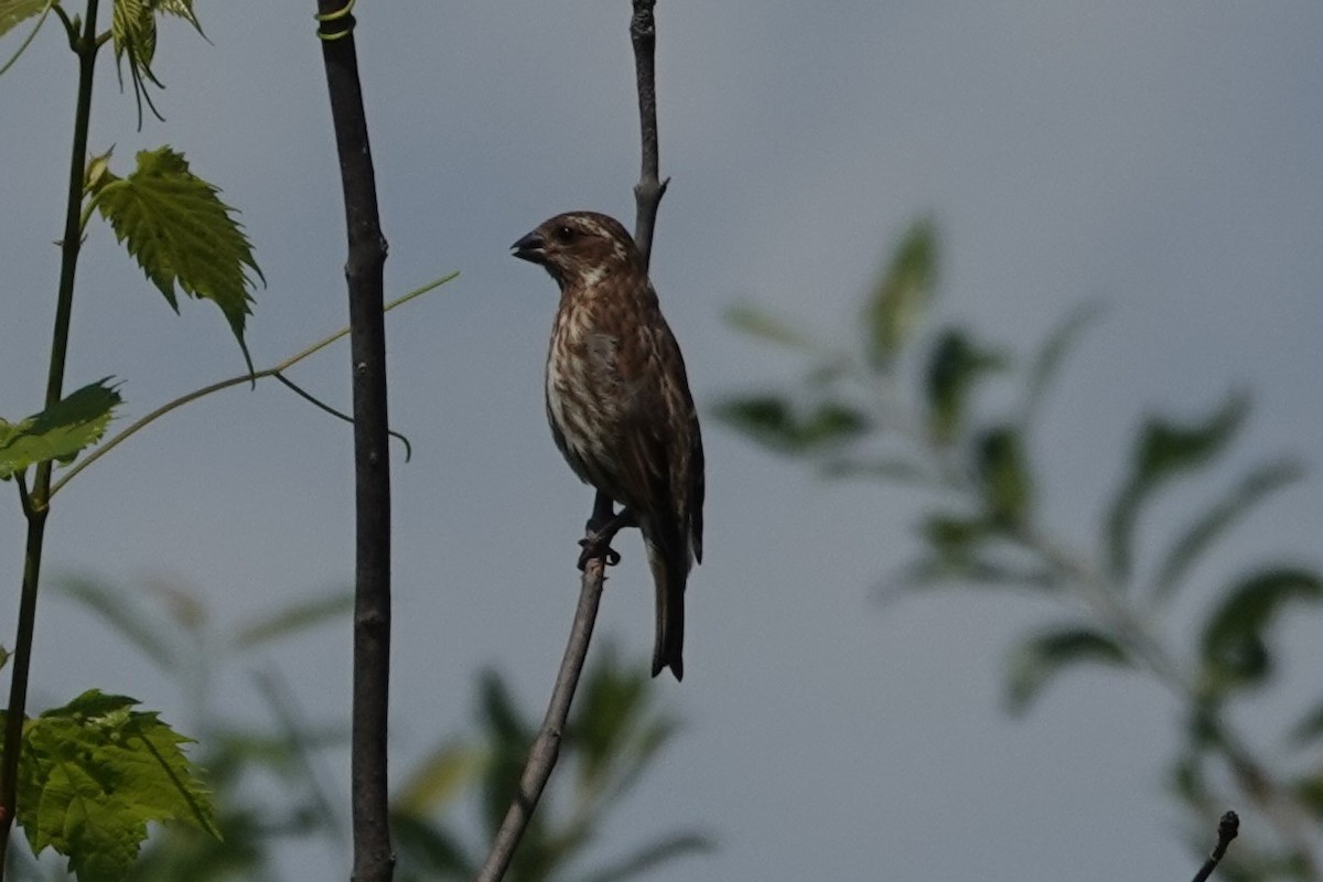 Purple Finch - ML621484621