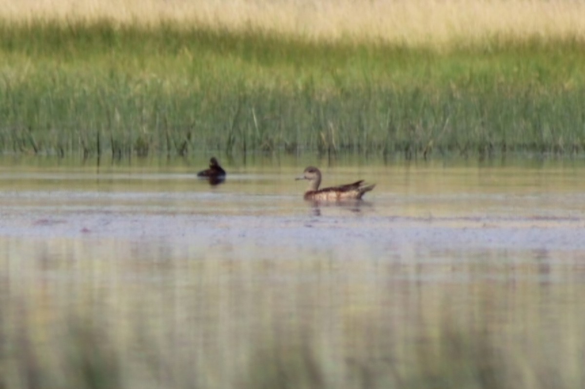 American Wigeon - Meghan Mutch