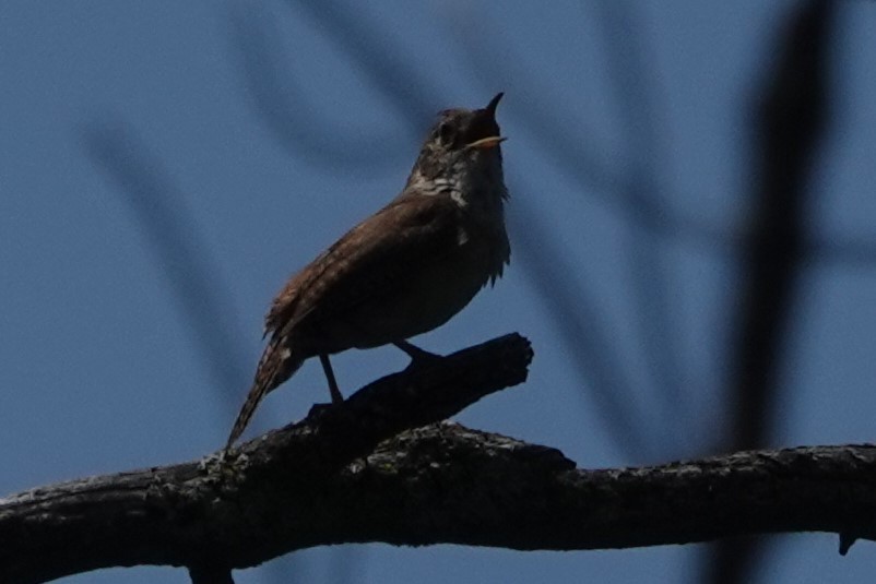 House Wren - ML621484642