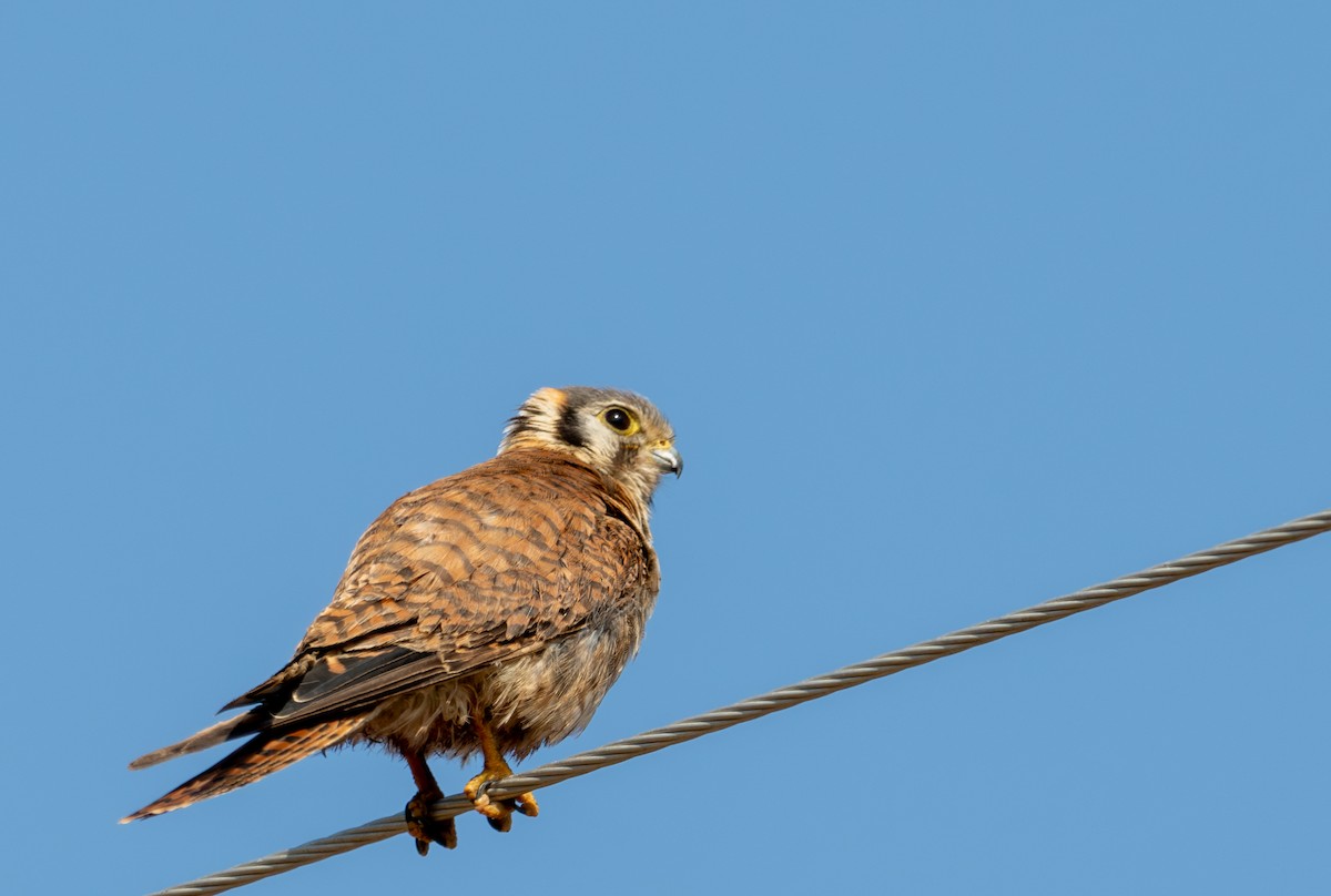 American Kestrel - ML621484643