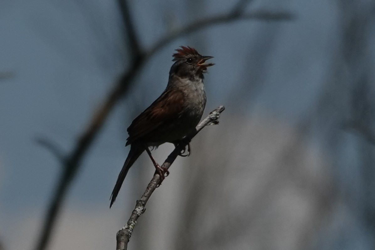 Swamp Sparrow - ML621484659