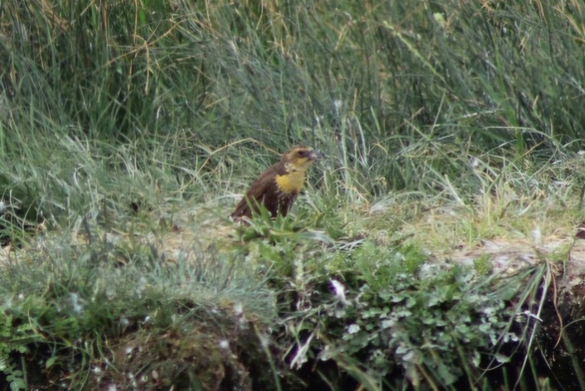 Yellow-headed Blackbird - Meghan Mutch