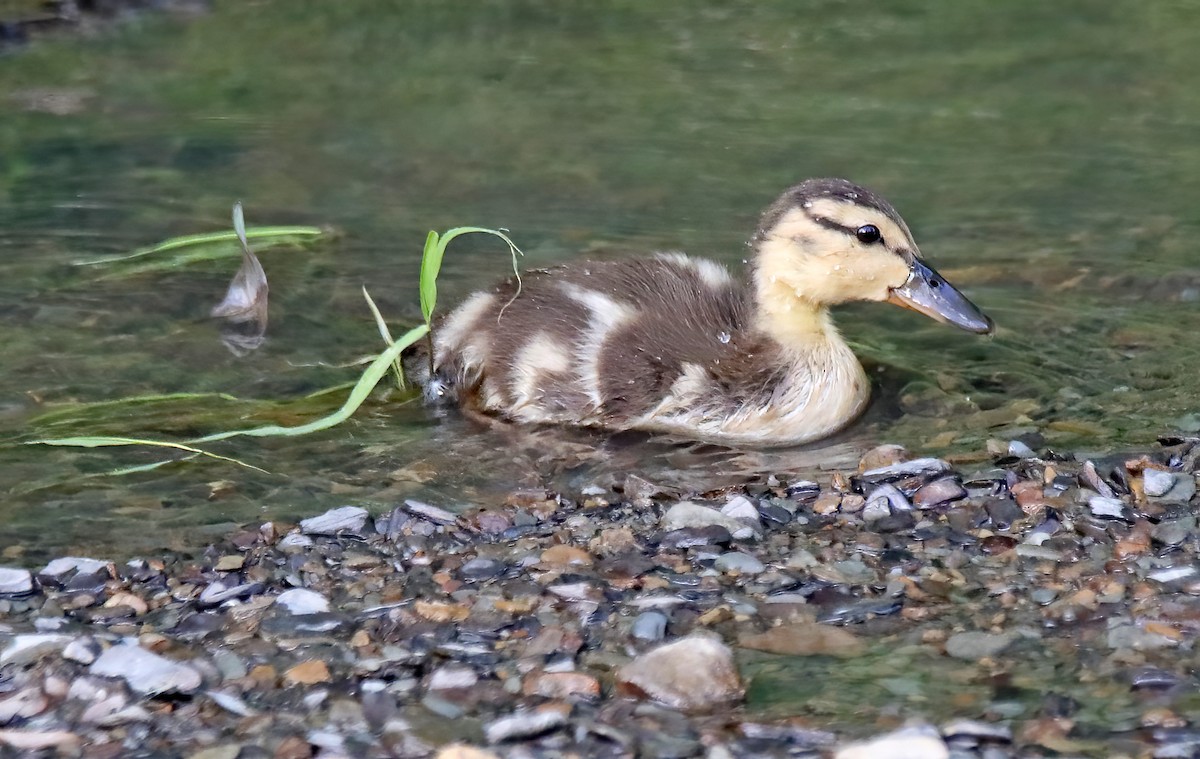 Canard colvert - ML621484698