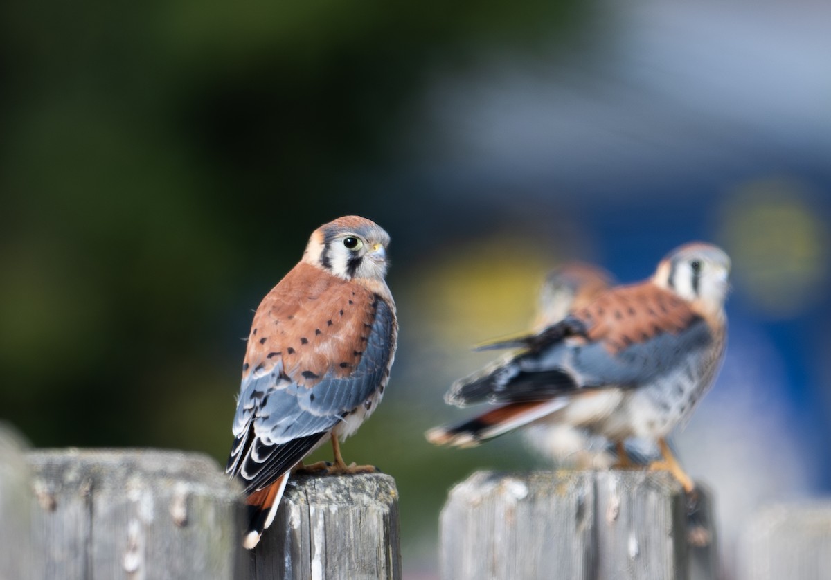 American Kestrel - ML621484702