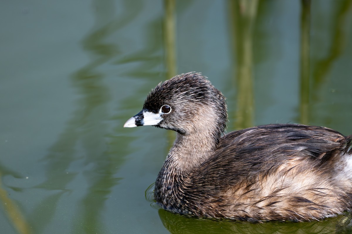 Pied-billed Grebe - ML621484741