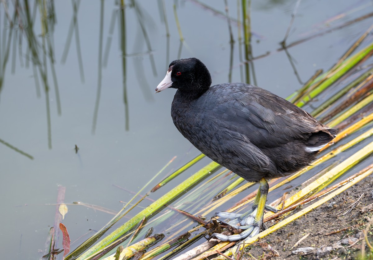 American Coot (Red-shielded) - ML621484778