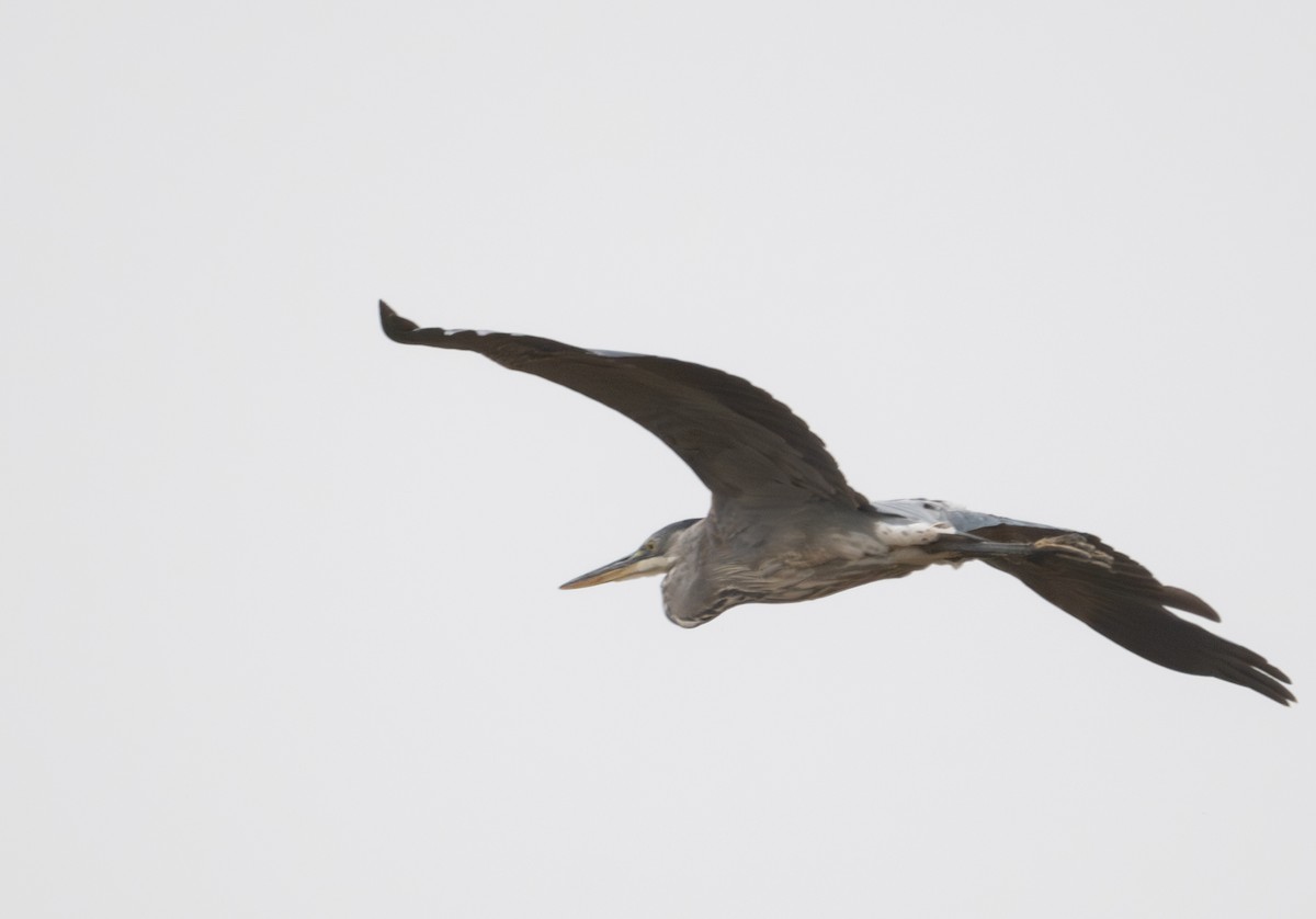 Great Blue Heron - ML621484810