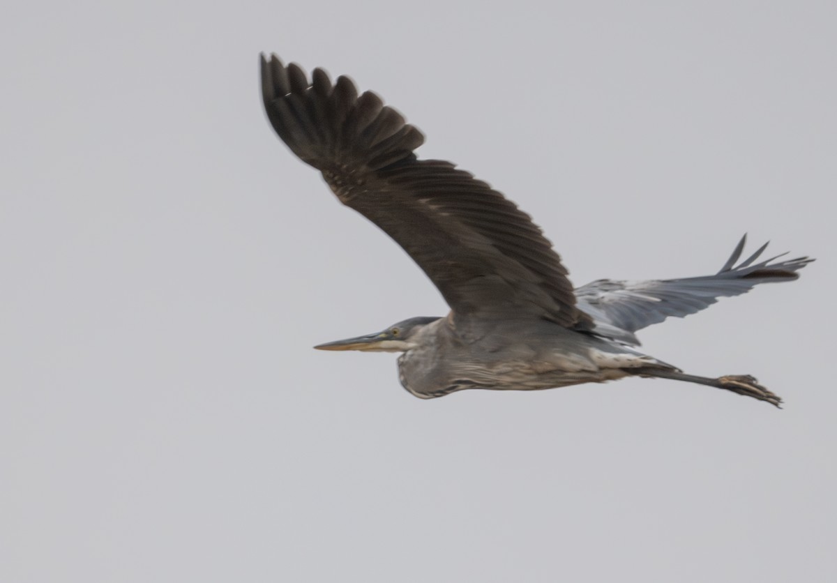 Great Blue Heron - ML621484811