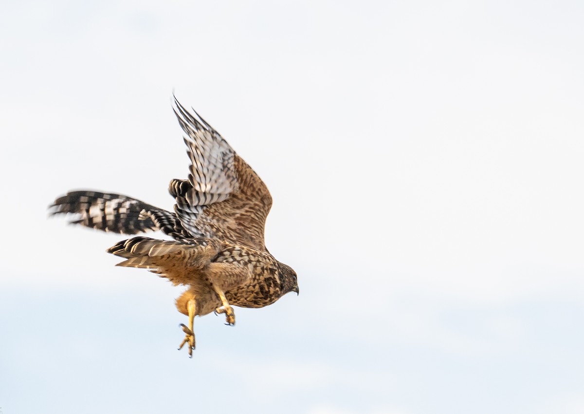 Red-shouldered Hawk - ML621484828