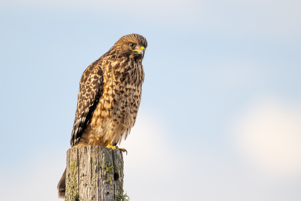 Red-shouldered Hawk - ML621484829