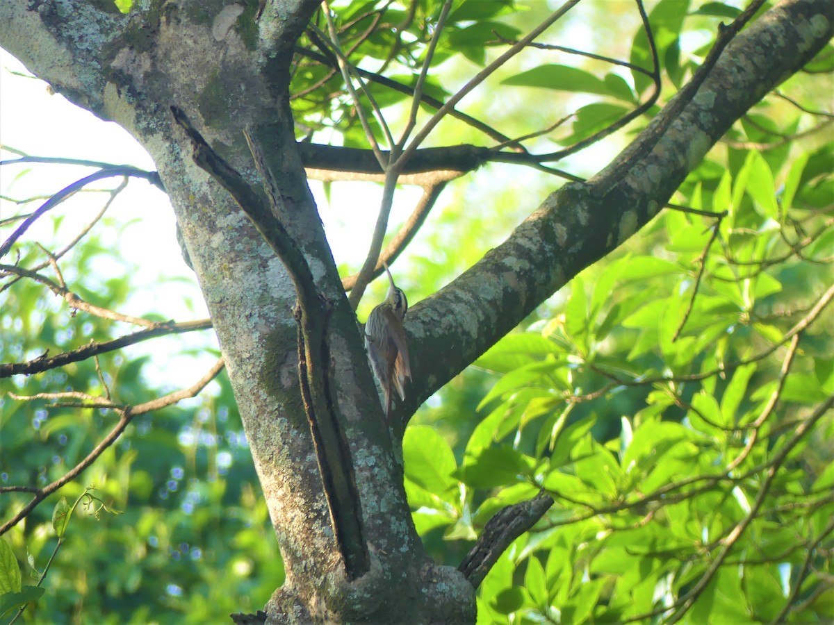 Narrow-billed Woodcreeper - ML621484977