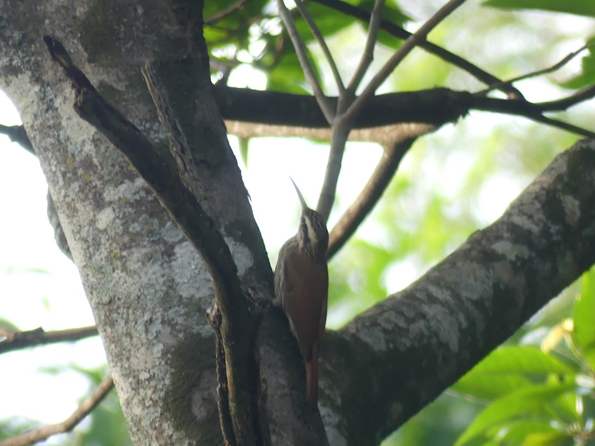 Narrow-billed Woodcreeper - ML621484978