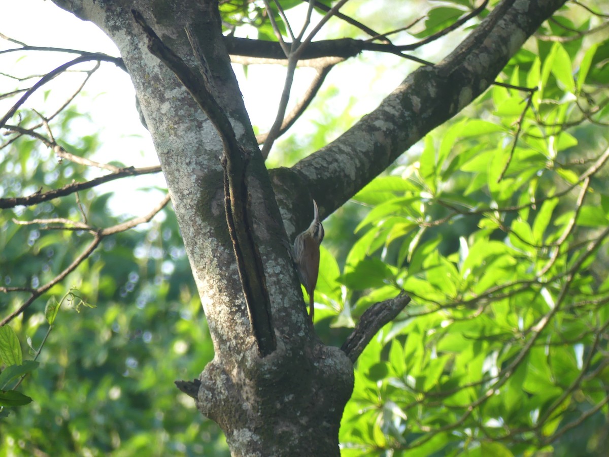 Narrow-billed Woodcreeper - ML621484979