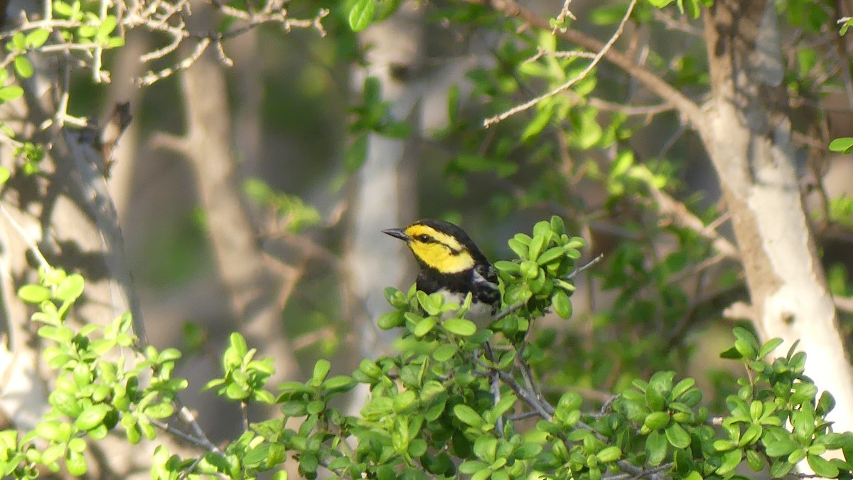 Golden-cheeked Warbler - ML621485022