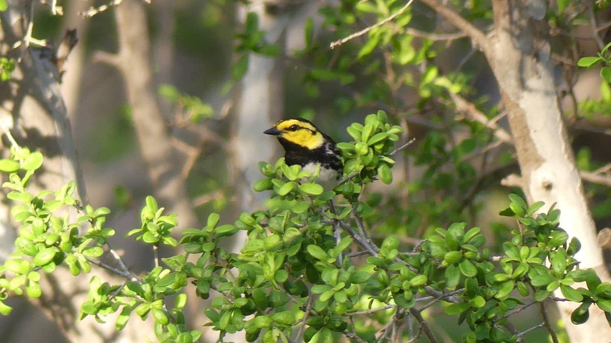 Golden-cheeked Warbler - ML621485023