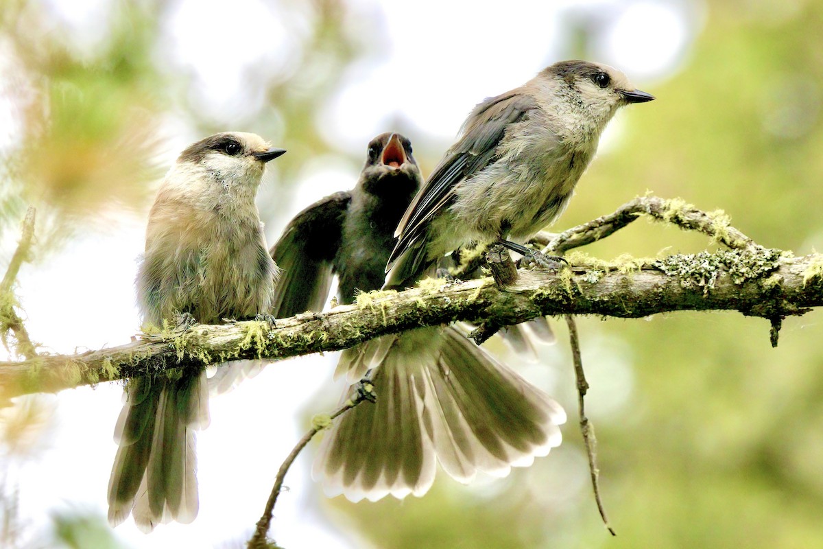 Canada Jay - ML621485188