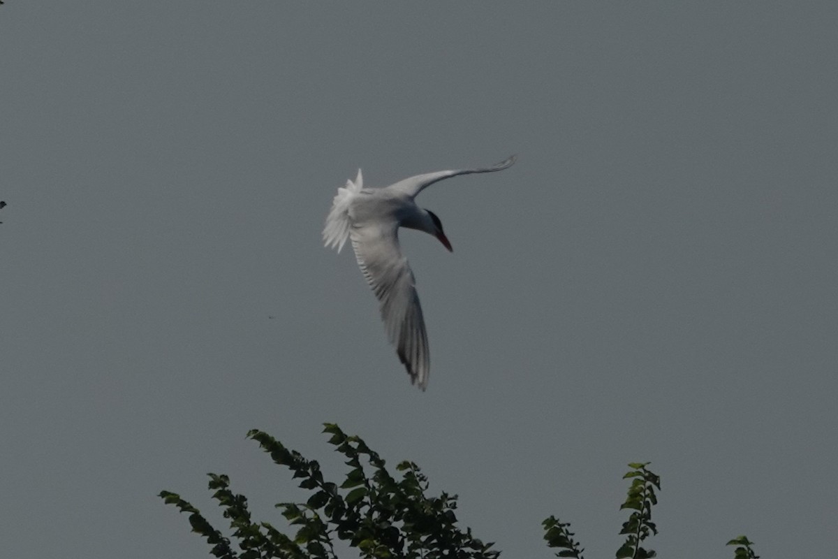 Caspian Tern - ML621485271