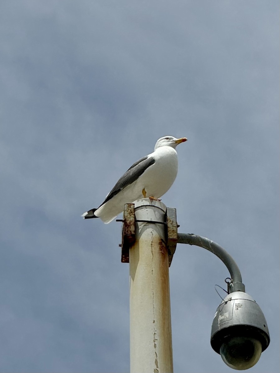 Yellow-legged Gull - ML621485273