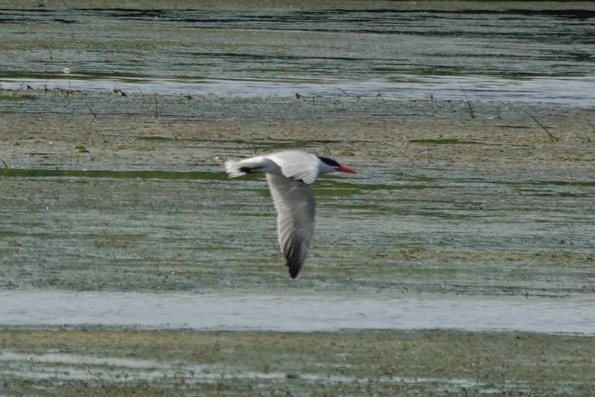 Caspian Tern - ML621485277