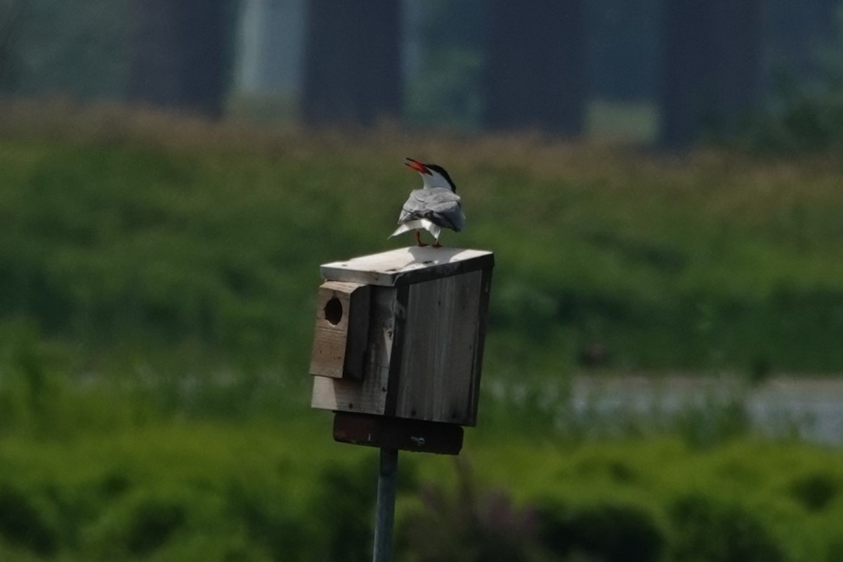 Common Tern - ML621485302