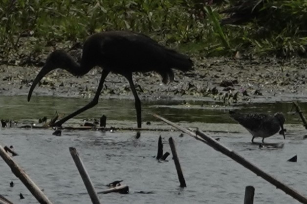 Glossy Ibis - ML621485355