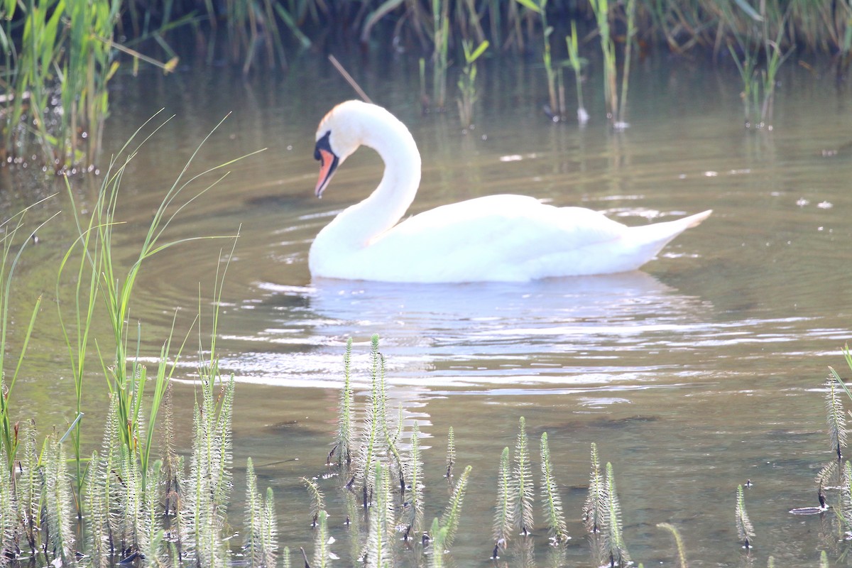 Mute Swan - ML621485380