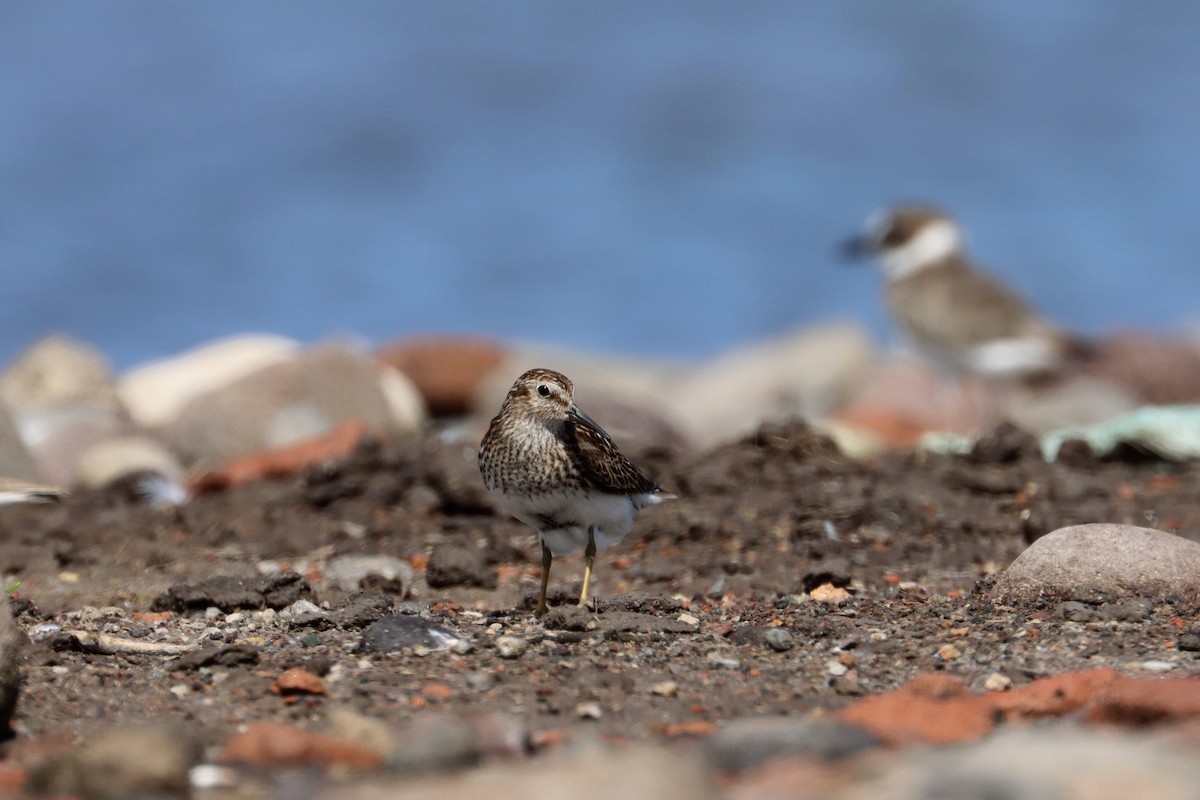 pygmésnipe - ML621485483