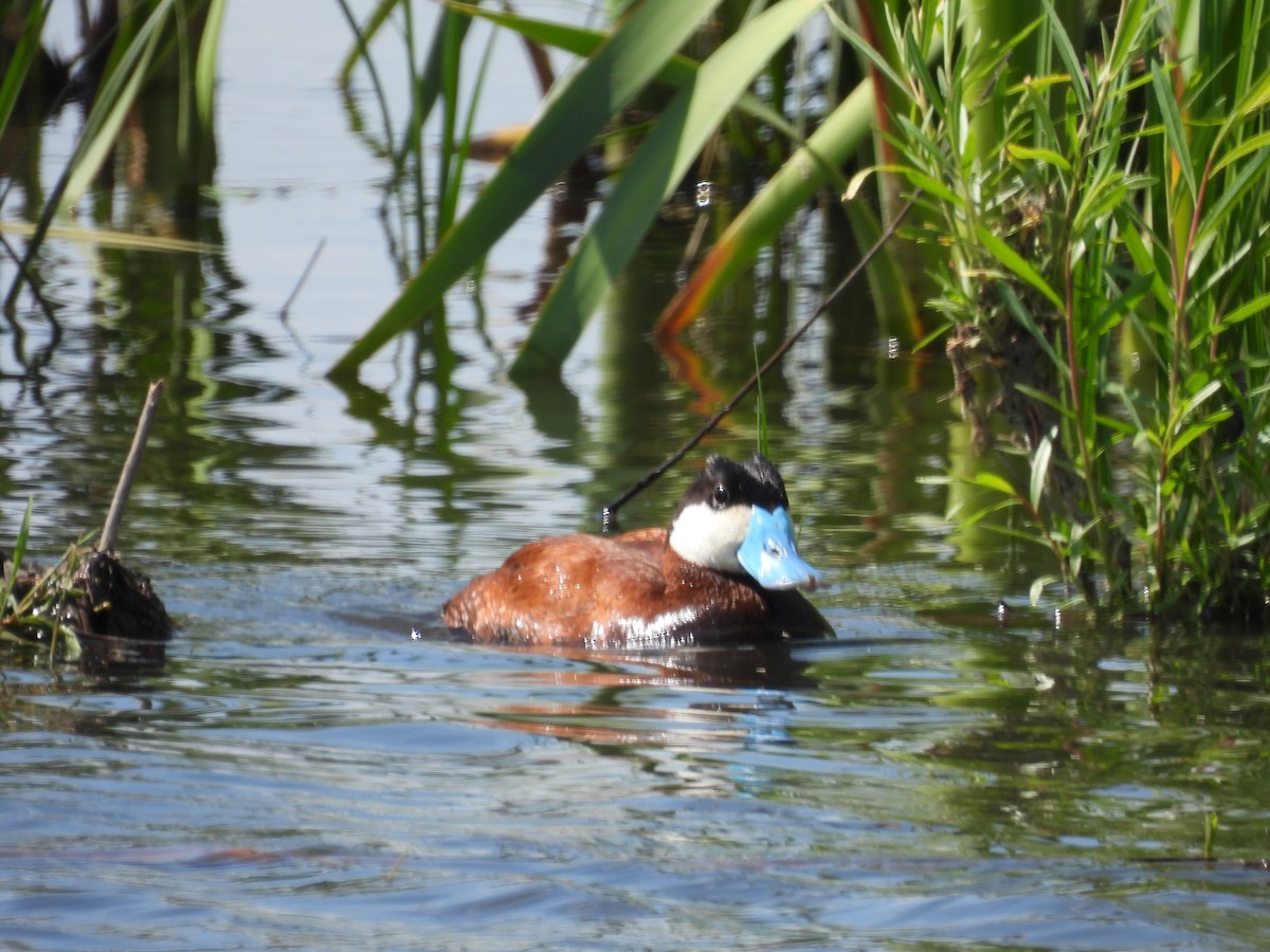 Ruddy Duck - ML621485611