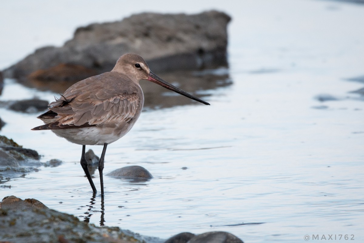 Hudsonian Godwit - ML621485626