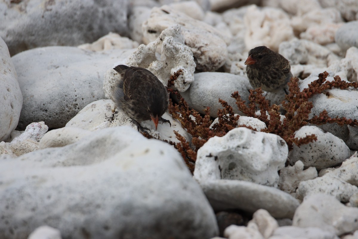 Genovesa Ground-Finch - Lori Morton