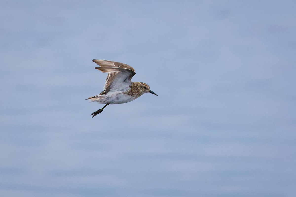 Least Sandpiper - Mark Elness