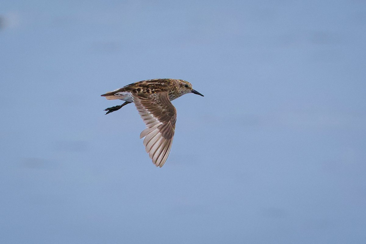 Least Sandpiper - ML621485663