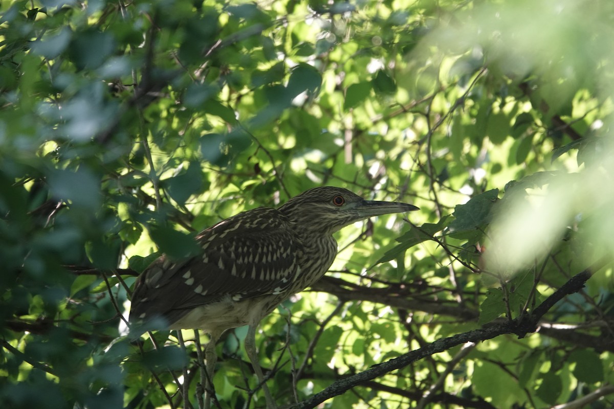 Black-crowned Night Heron - ML621485683