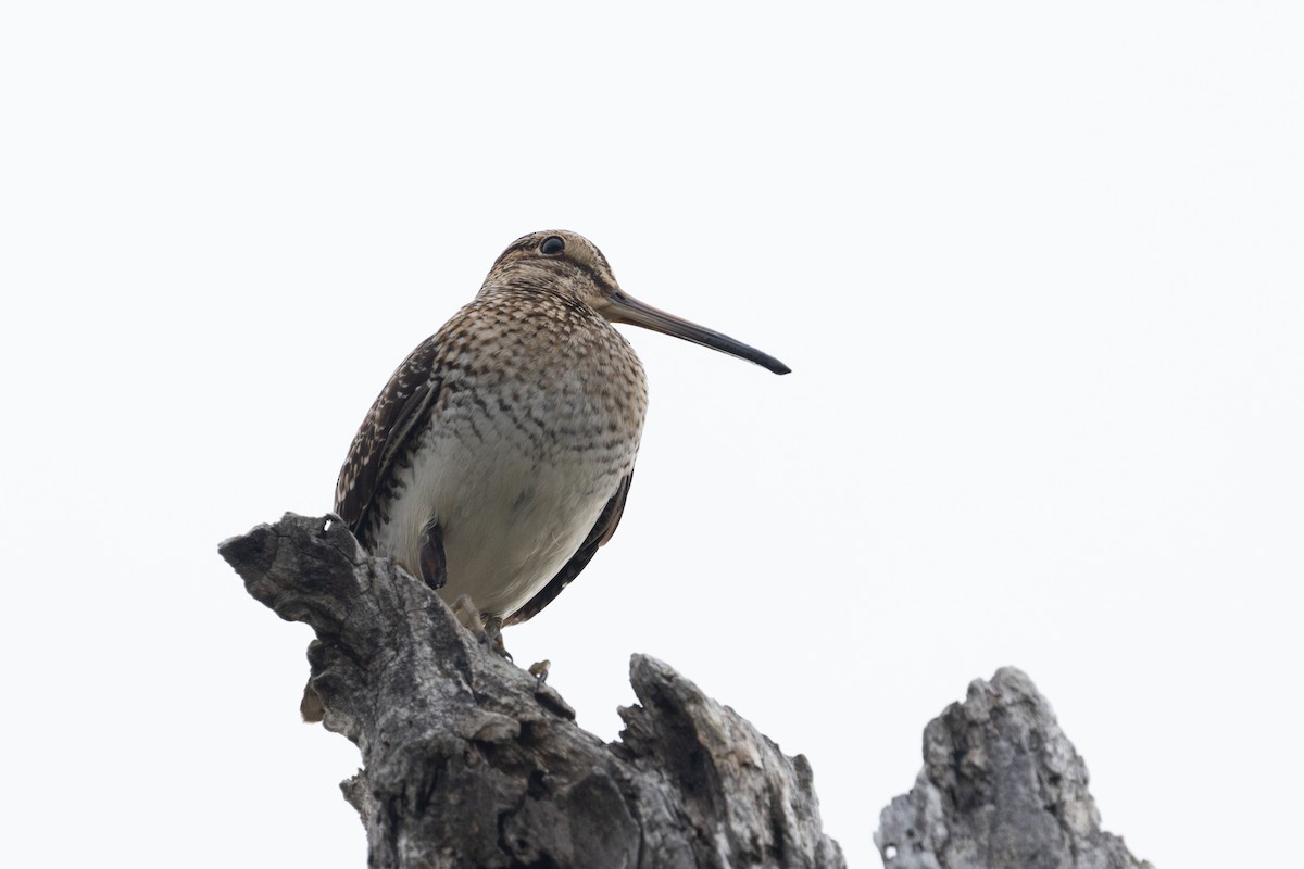 Wilson's Snipe - ML621485929