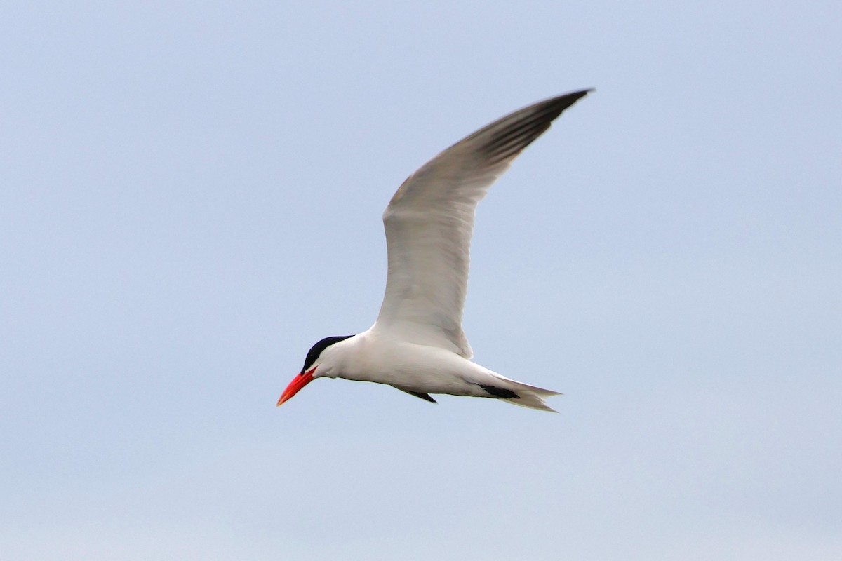 Caspian Tern - ML621485988