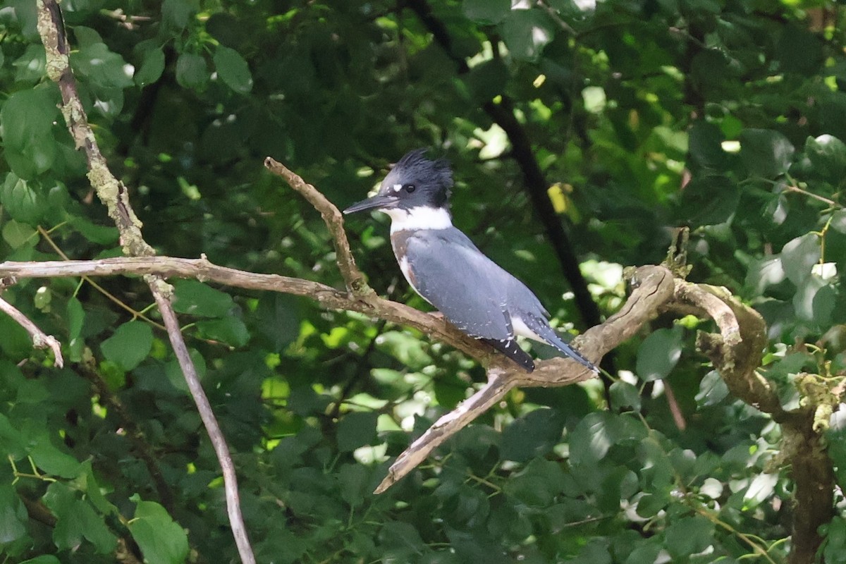 Belted Kingfisher - Chad Cornish