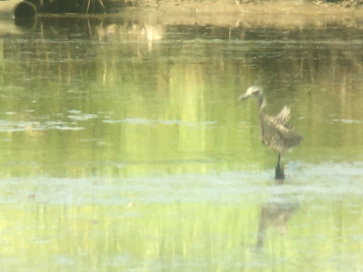 Yellow-crowned Night Heron - ML621486003