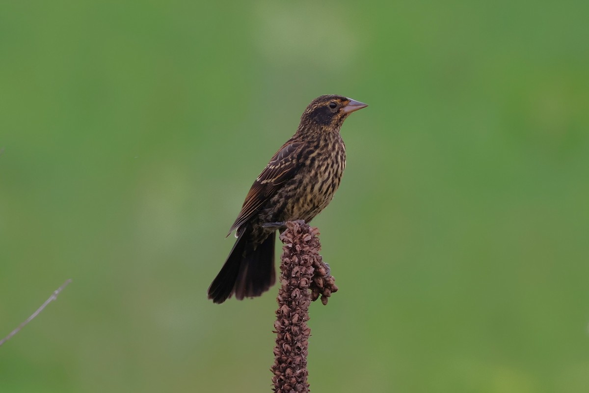 Red-winged Blackbird - ML621486011