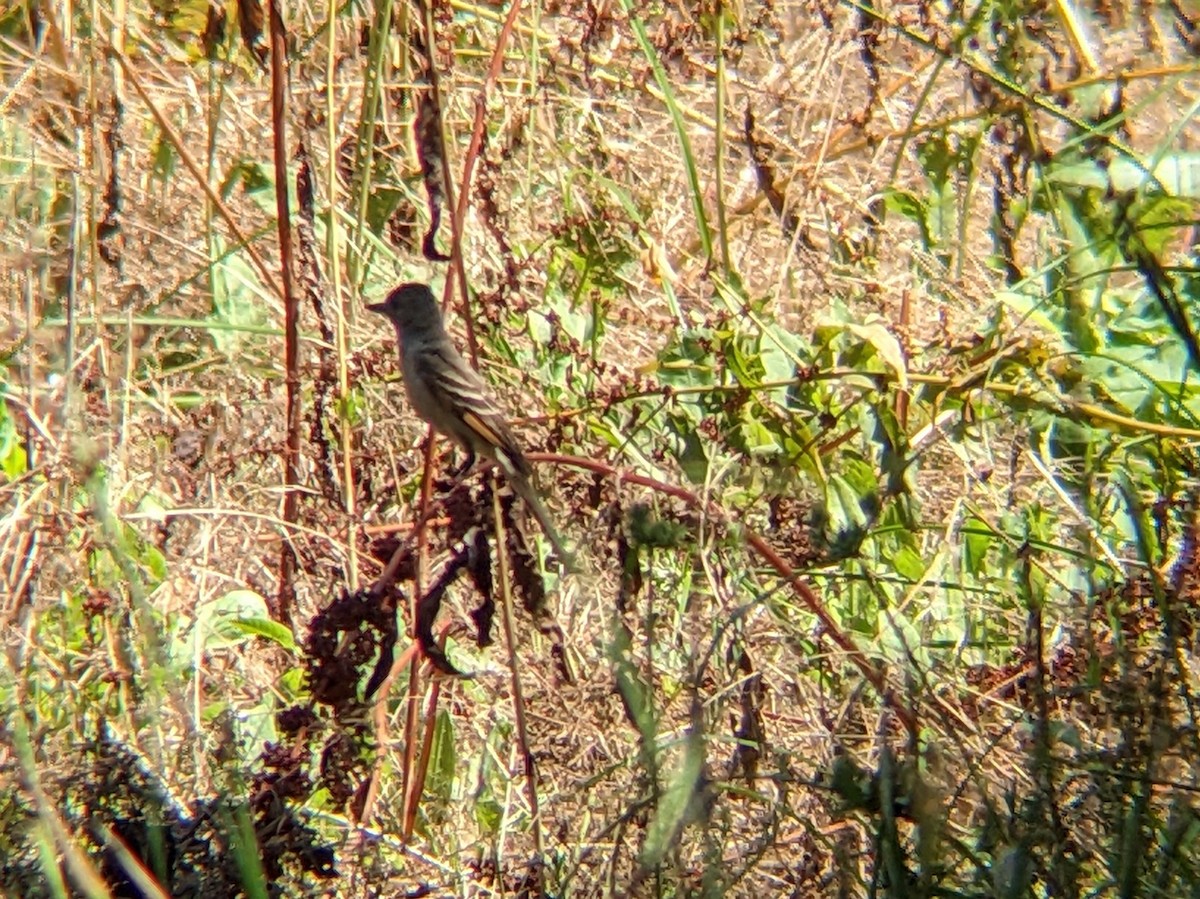 Ash-throated Flycatcher - ML621486148