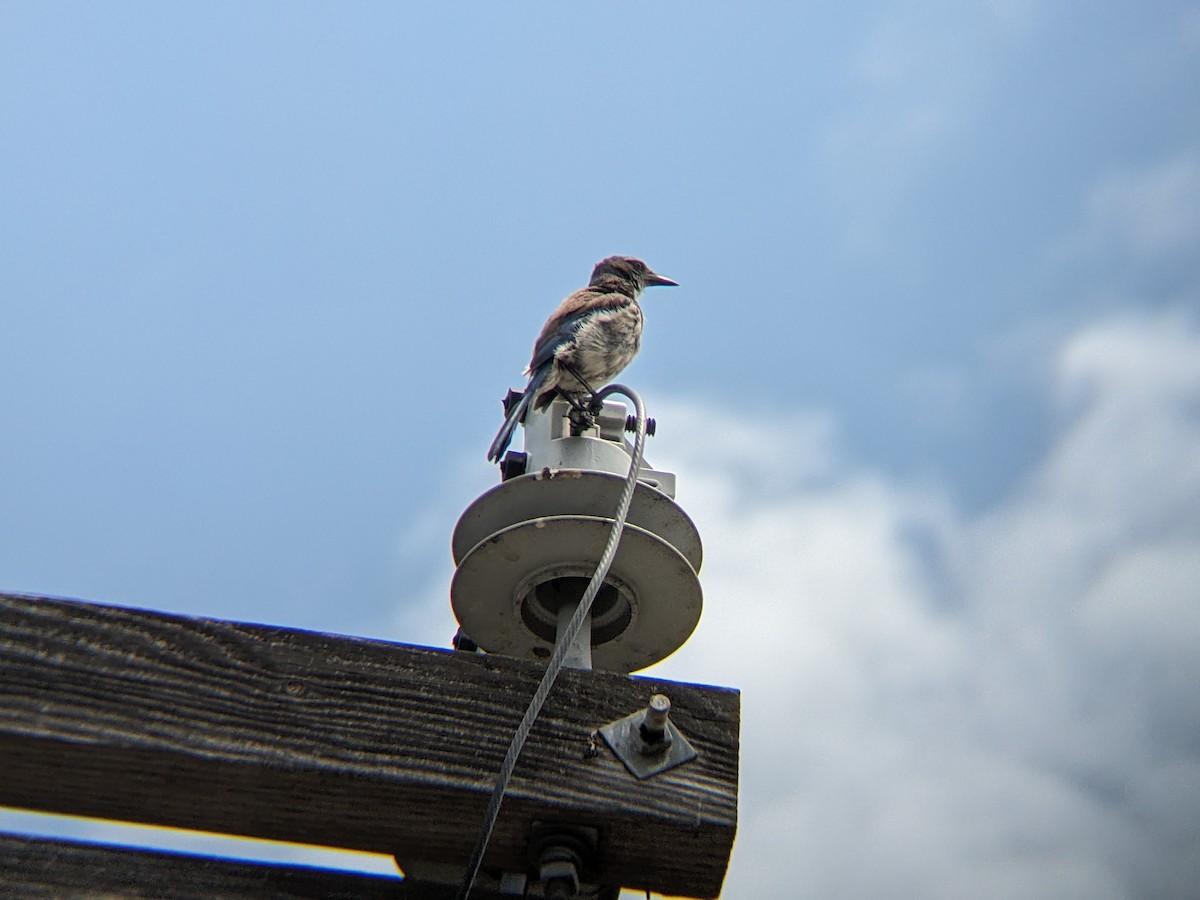California Scrub-Jay - ML621486169